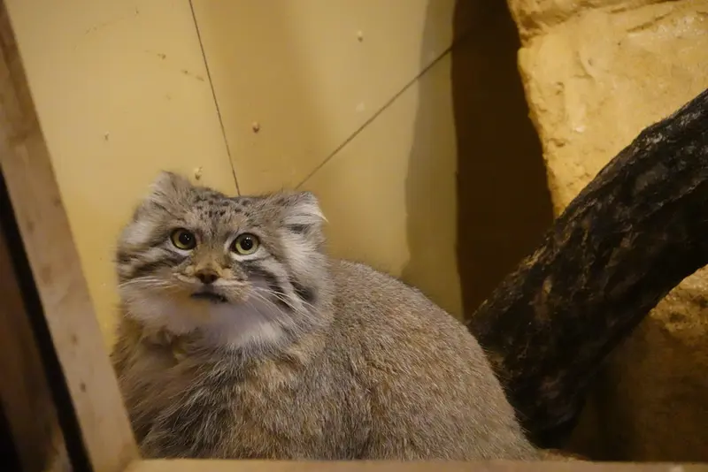 埼玉県こども動物自然公園のオリーヴァの写真