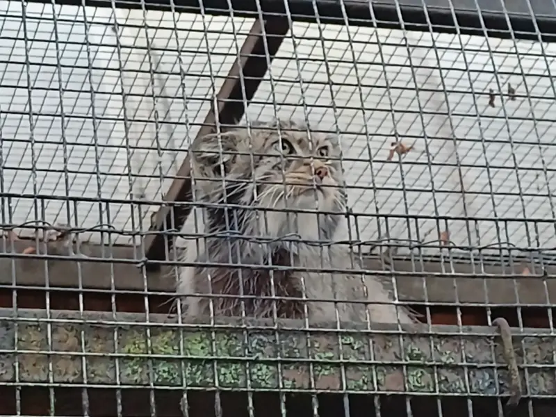 マヌルネコの写真