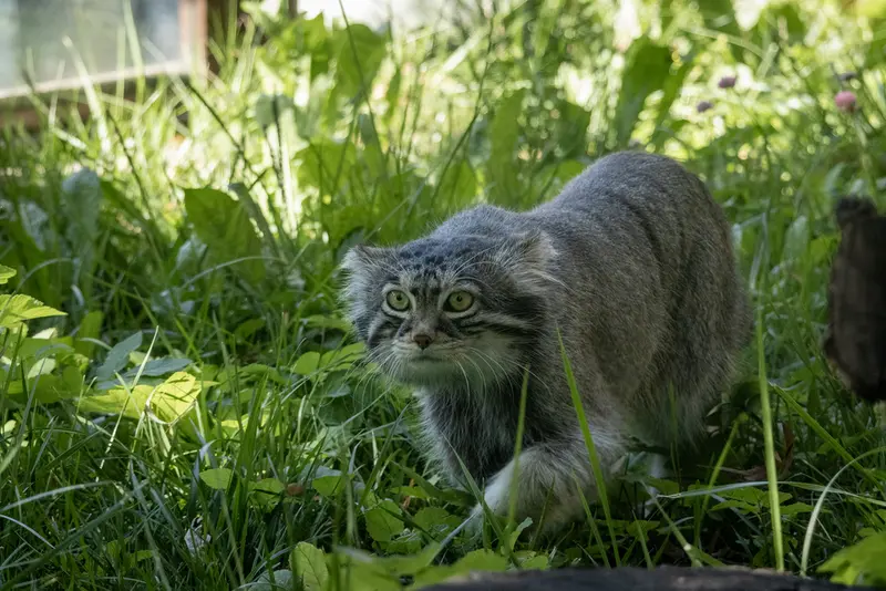 モスクワ動物園のティモフェイの写真