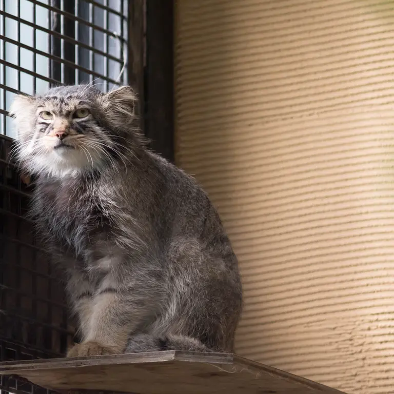 旭山動物園のヒデの写真