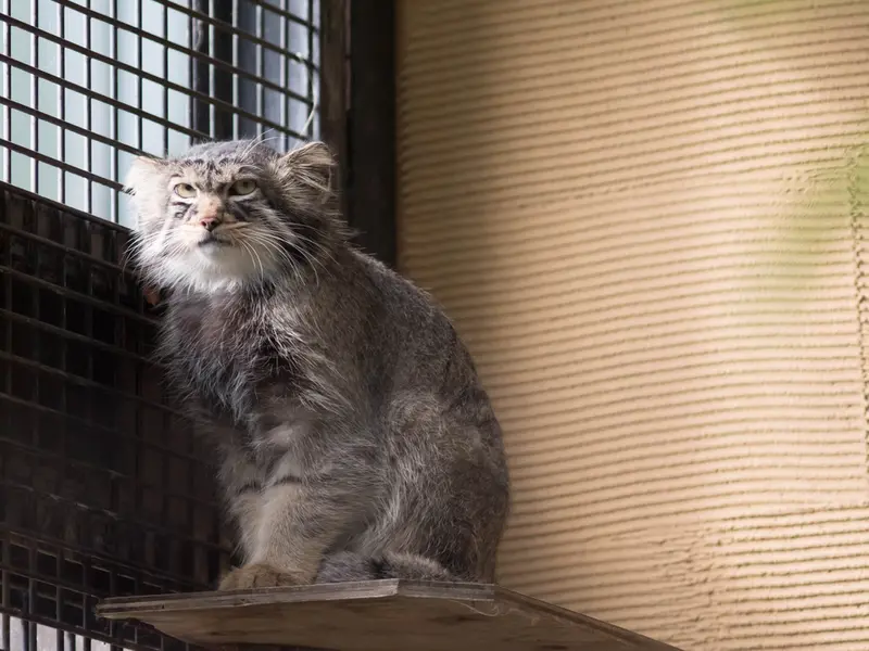 旭山動物園のヒデの写真