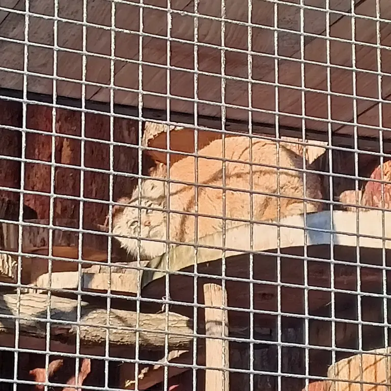 レニングラード動物園のナミカの写真