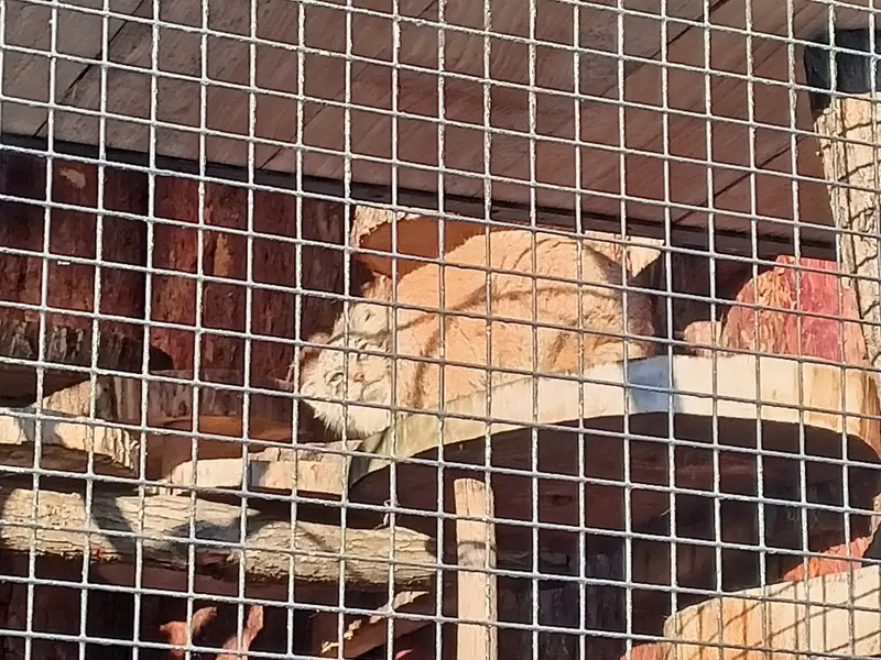 レニングラード動物園のナミカの写真