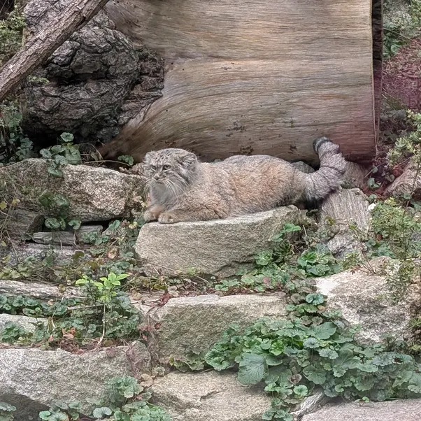 ヴロツワフ動物園のザリナの写真