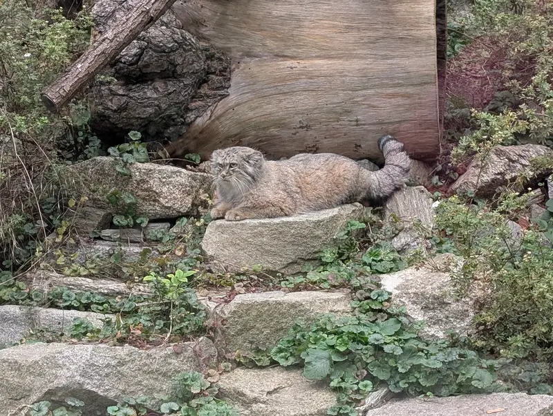 ヴロツワフ動物園のザリナの写真