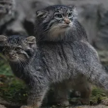 ノヴォシビルスク動物園のマルキザの写真