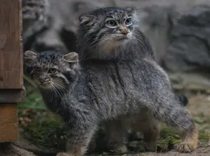 ノヴォシビルスク動物園のマルキザの写真