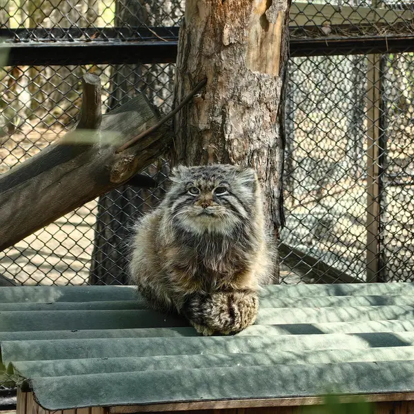 ノヴォシビルスク動物園のゼレノゴルスクの写真