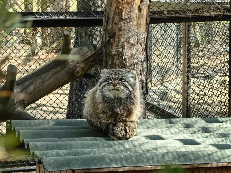 ノヴォシビルスク動物園のゼレノゴルスクの写真