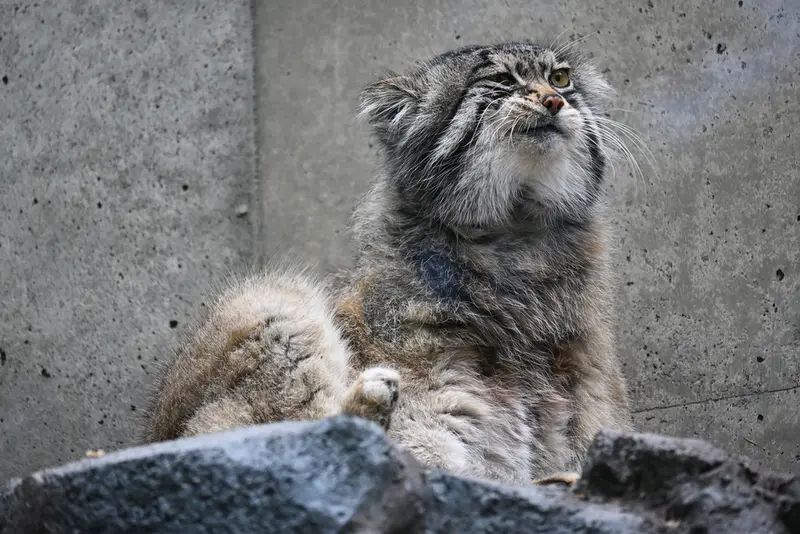 旭山動物園のグルーシャの写真