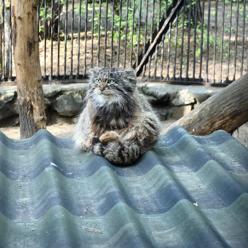 ノヴォシビルスク動物園のマリクの写真