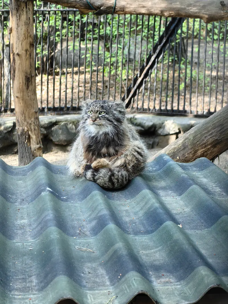 ノヴォシビルスク動物園のマリクの写真