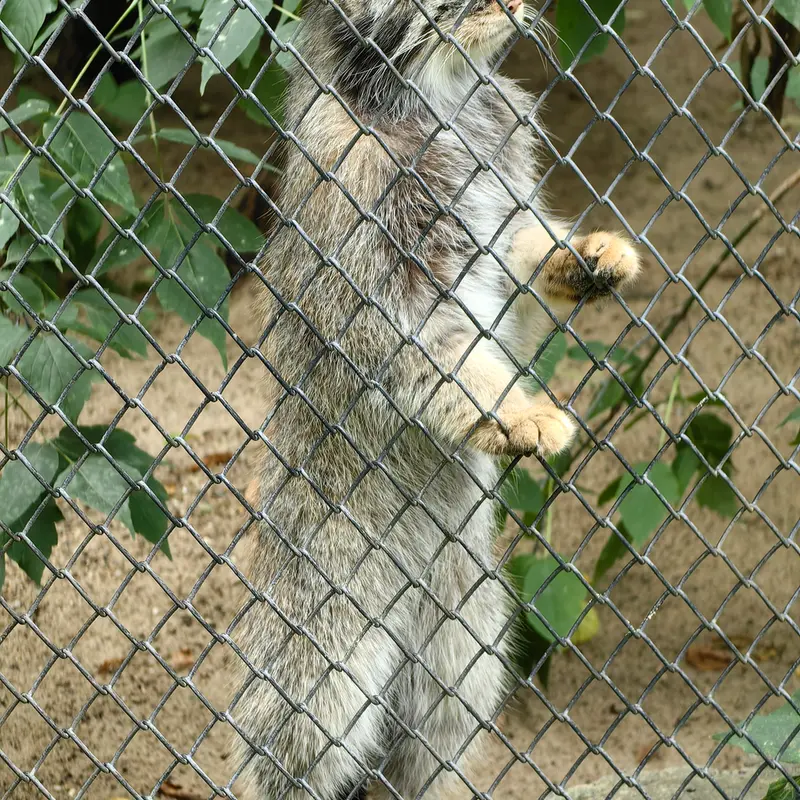 ノヴォシビルスク動物園のジョージの写真
