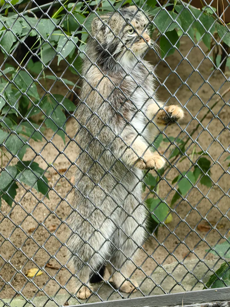 ノヴォシビルスク動物園のジョージの写真