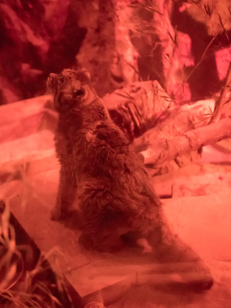 恩賜上野動物園のナイマの写真