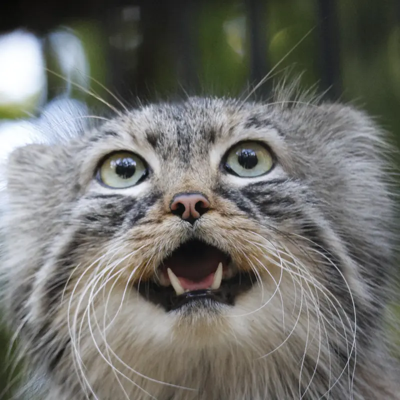 ノヴォシビルスク動物園のガビの写真