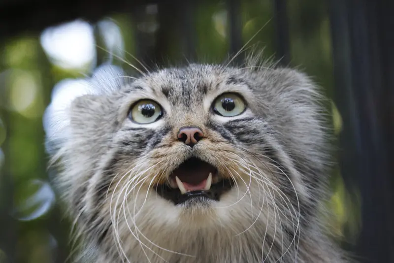 ノヴォシビルスク動物園のガビの写真