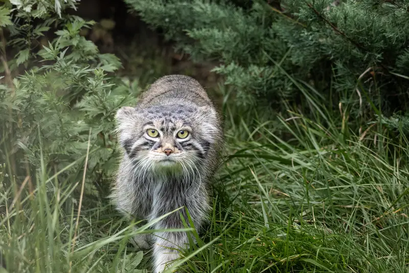 モスクワ動物園のティモフェイの写真