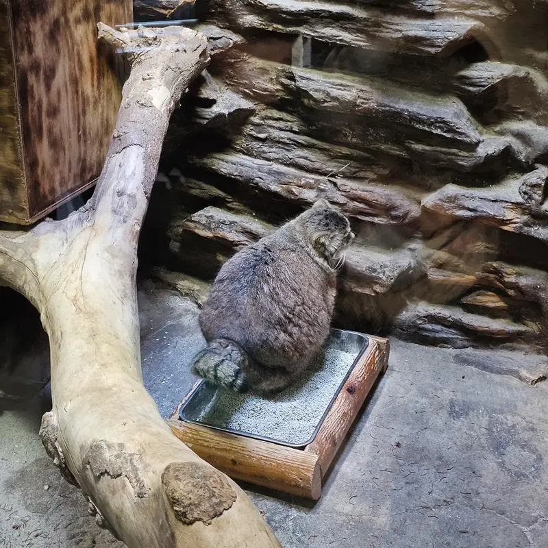 恩賜上野動物園のマヌルネコの写真