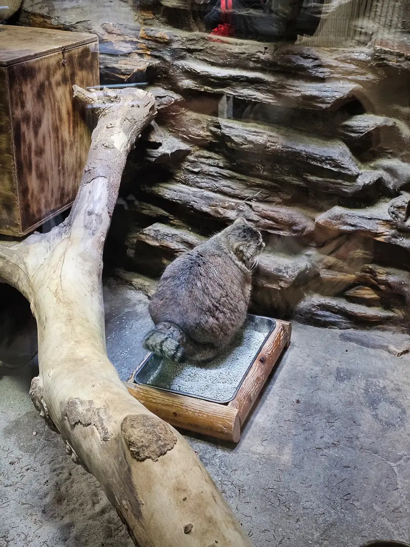 恩賜上野動物園のマヌルネコの写真