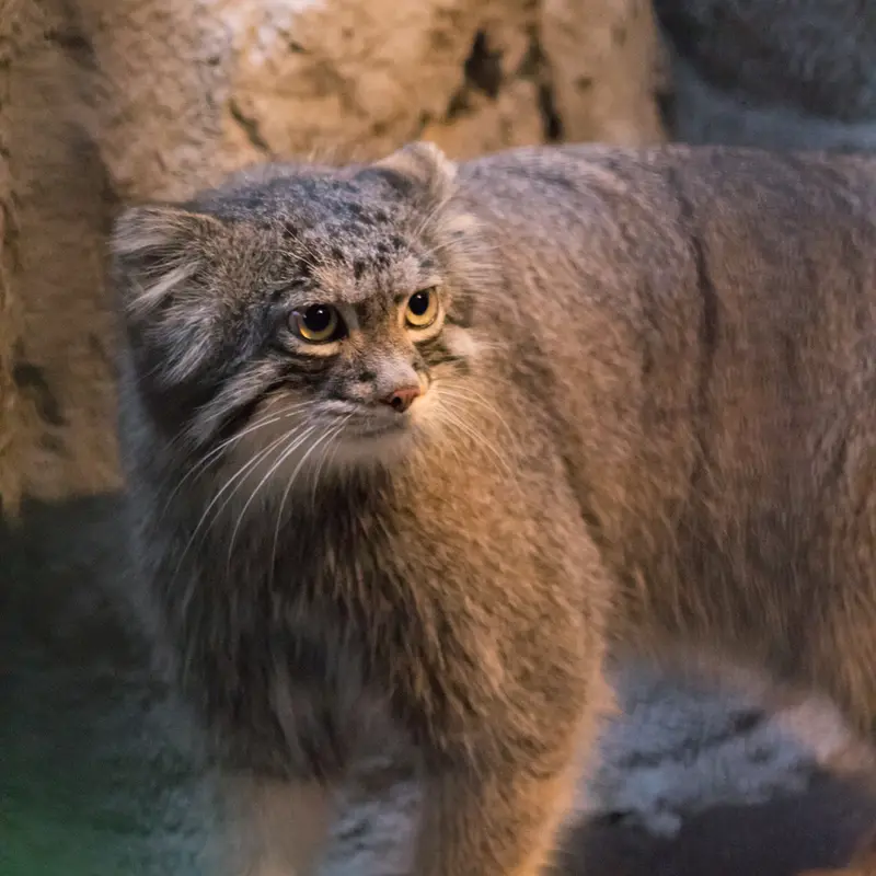 野毛山動物園のフィーガの写真