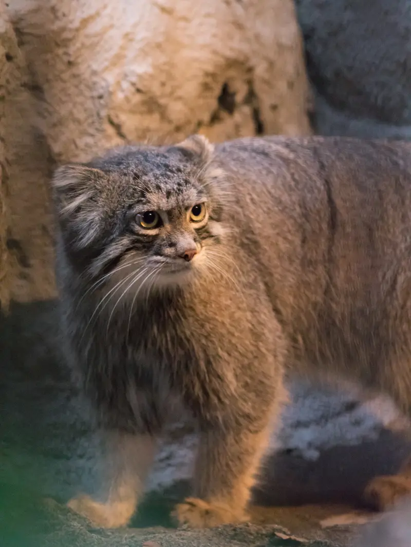野毛山動物園のフィーガの写真