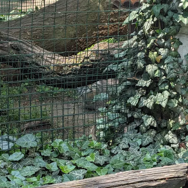 ホムトフ動物園のマヌルネコの写真
