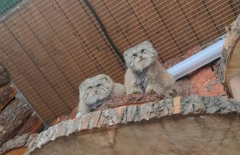レニングラード動物園のナミカとシューの写真