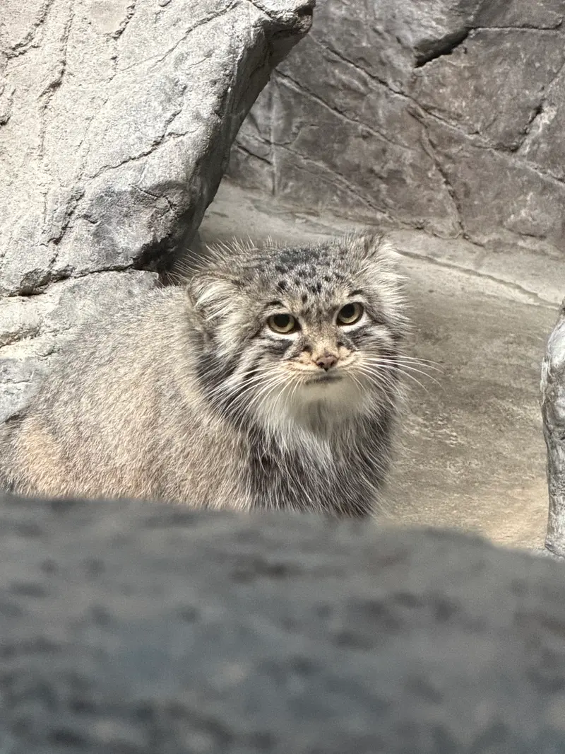 シンシナティ動物園のイザベルの写真