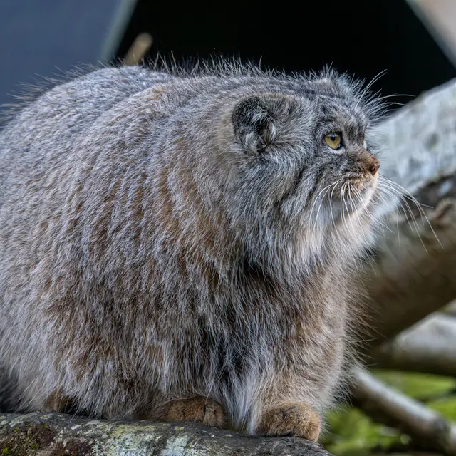 トレゴムール動物園のイウォークの写真