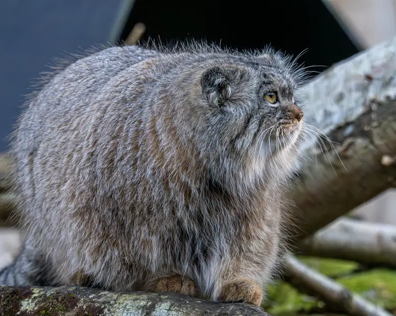 トレゴムール動物園のイウォークの写真
