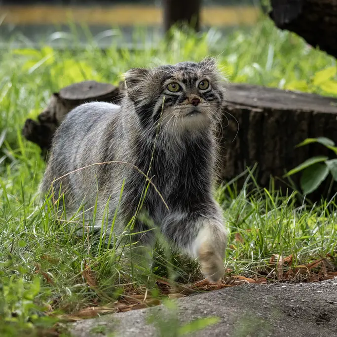 モスクワ動物園のティモフェイの写真