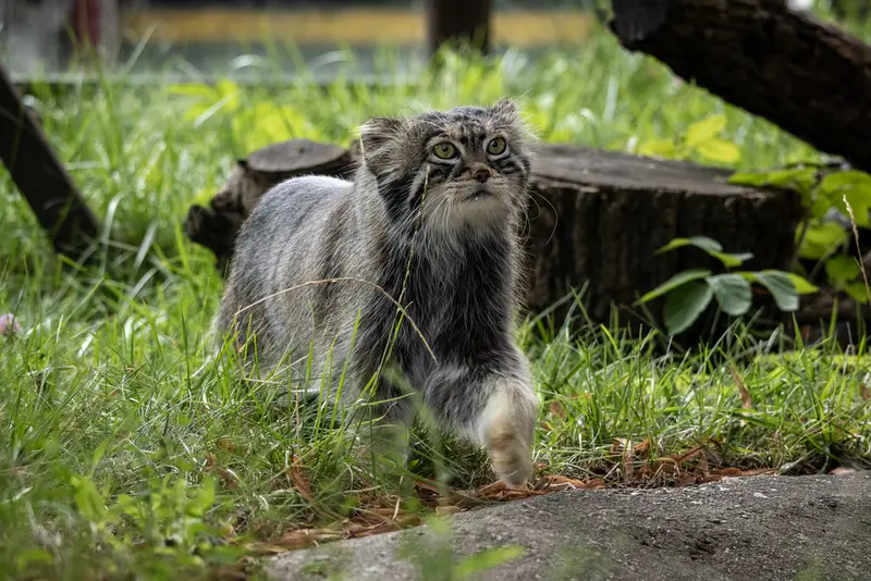 モスクワ動物園のティモフェイの写真
