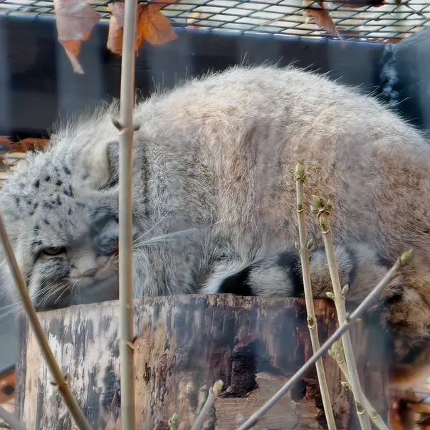グダニスク動物園のザヤの写真