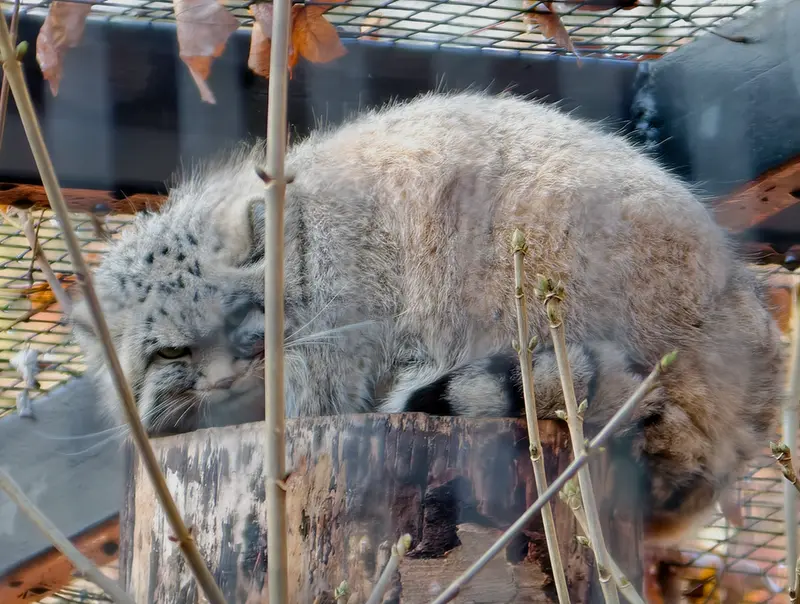 グダニスク動物園のザヤの写真