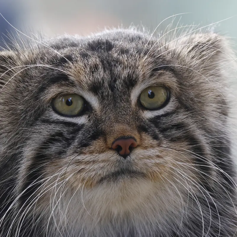 モスクワ動物園のティモフェイの写真