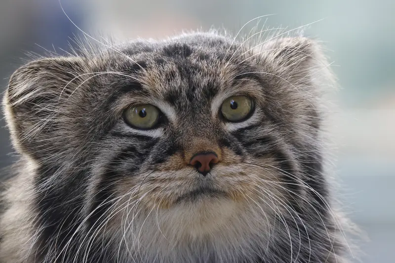 モスクワ動物園のティモフェイの写真