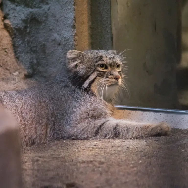 野毛山動物園のフィーガの写真