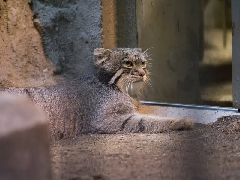 野毛山動物園のフィーガの写真