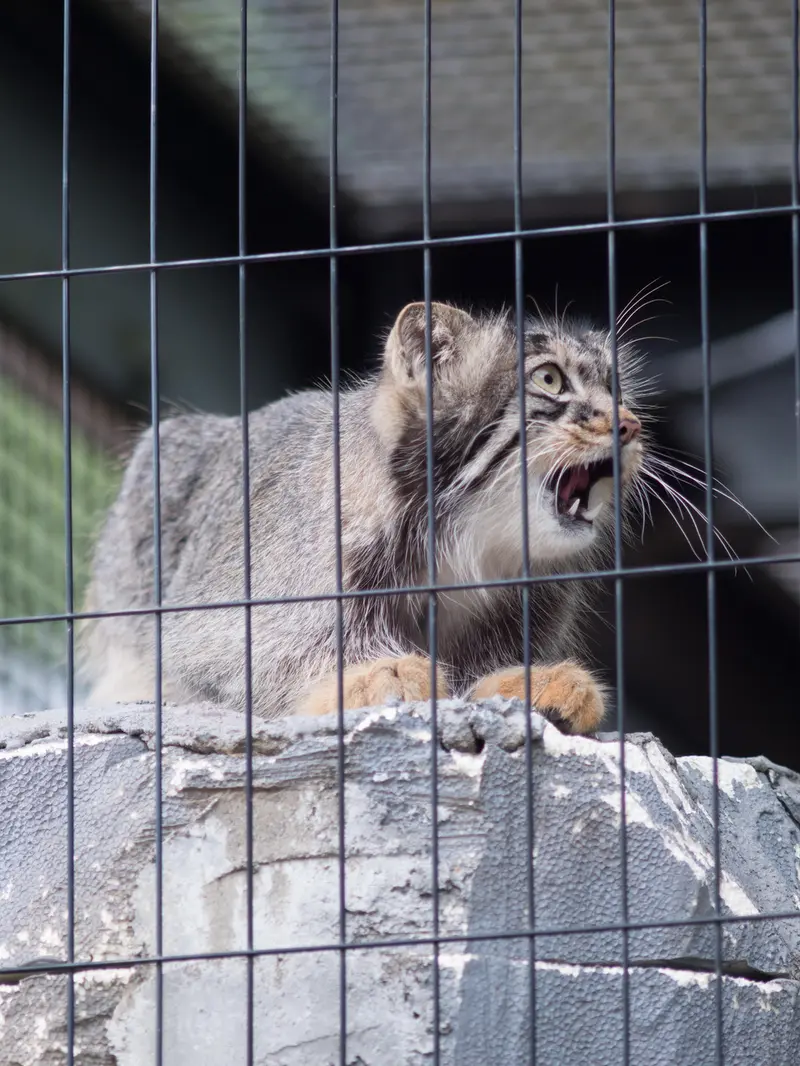 旭山動物園のヒデの写真