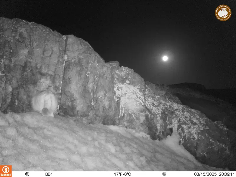 アクタス＝クンコラ［新］カメラトラップで撮影したOtocolobus manul manulの写真