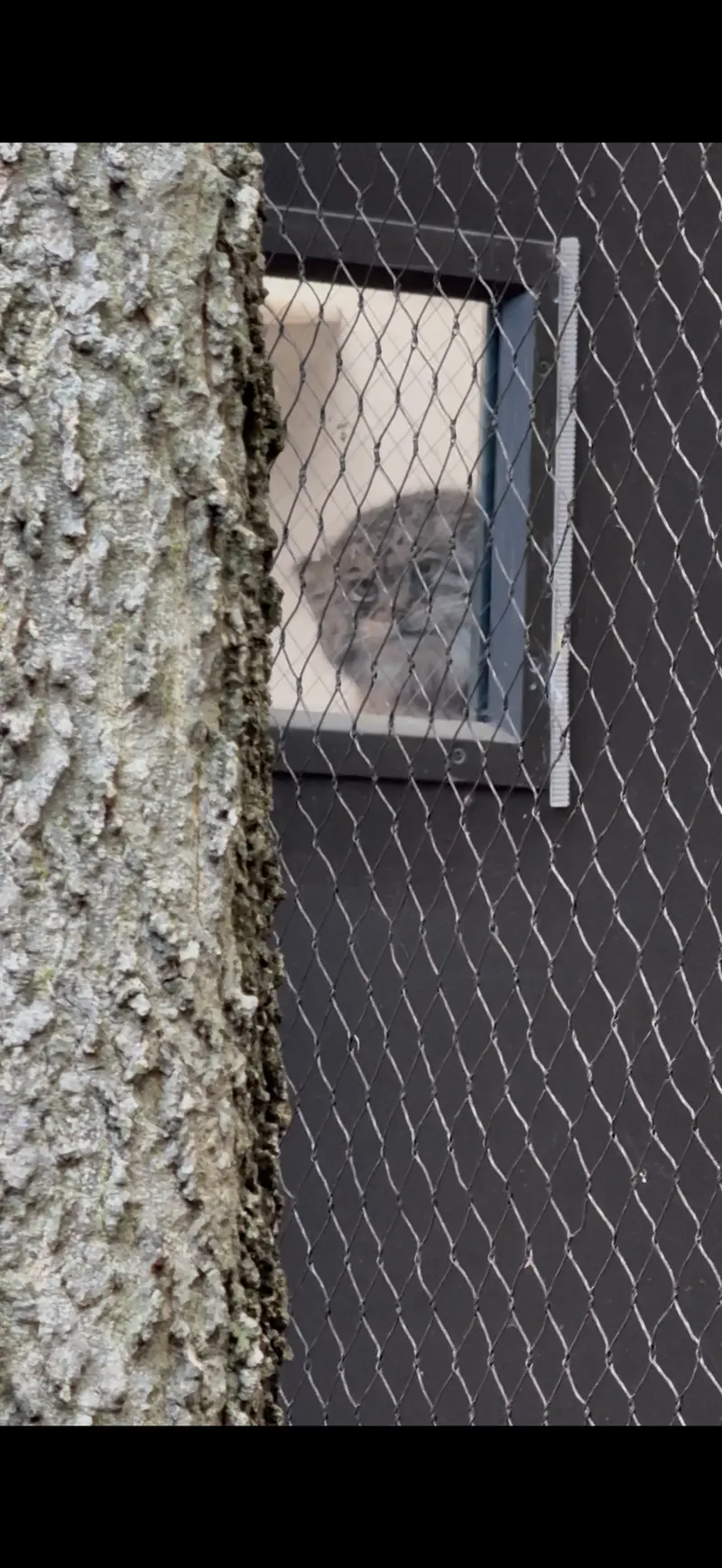 プロスペクト・パーク動物園のサルナイの写真