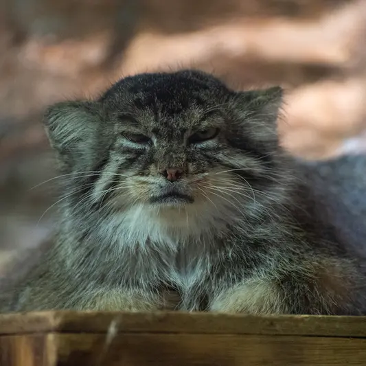 恩賜上野動物園のプリームラの写真