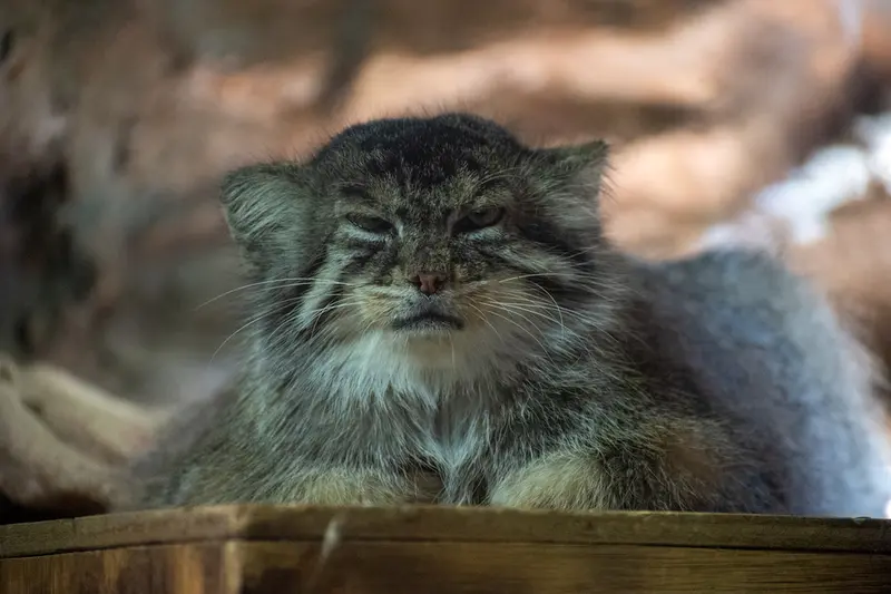 恩賜上野動物園のプリームラの写真