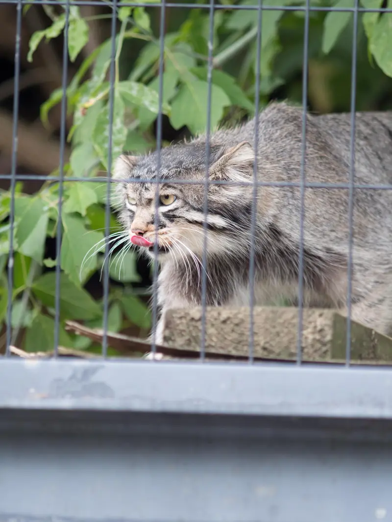 旭山動物園のヒデの写真