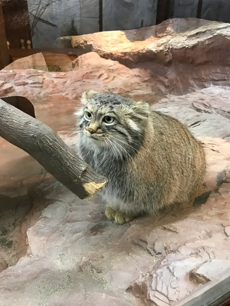 那須どうぶつ王国のポリーの写真