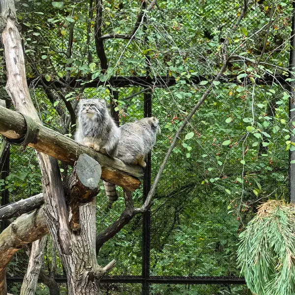 ノヴォシビルスク動物園のルフとエルフの写真