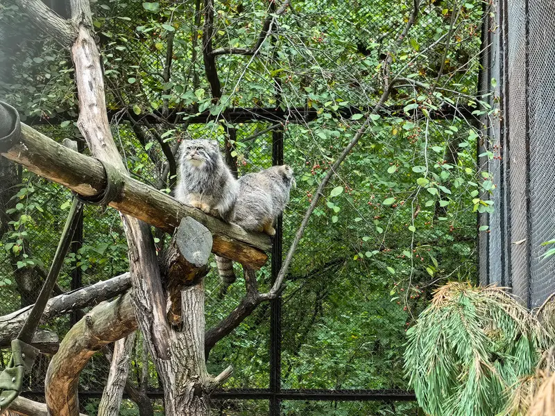 ノヴォシビルスク動物園のルフとエルフの写真