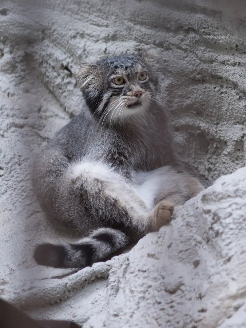 野毛山動物園のフィーガの写真