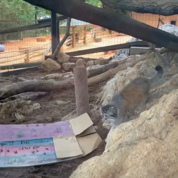 ミル・マウンテン動物園のマヌルネコの写真